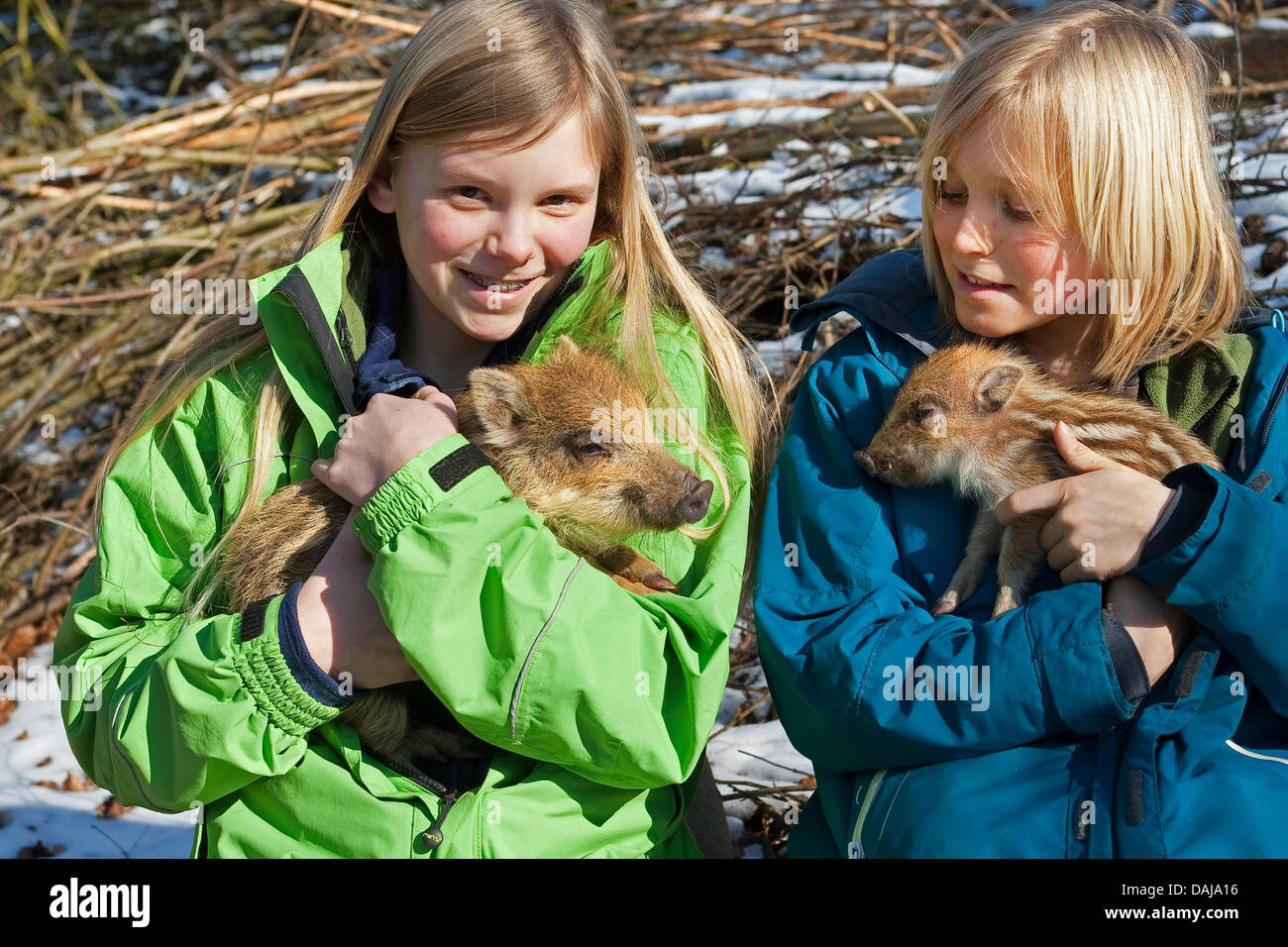 Il cinghiale, maiale, il cinghiale (Sus scrofa), uno qualsiasi dei due fratelli germani tenendo un shote sul loro braccio, Germania Foto Stock