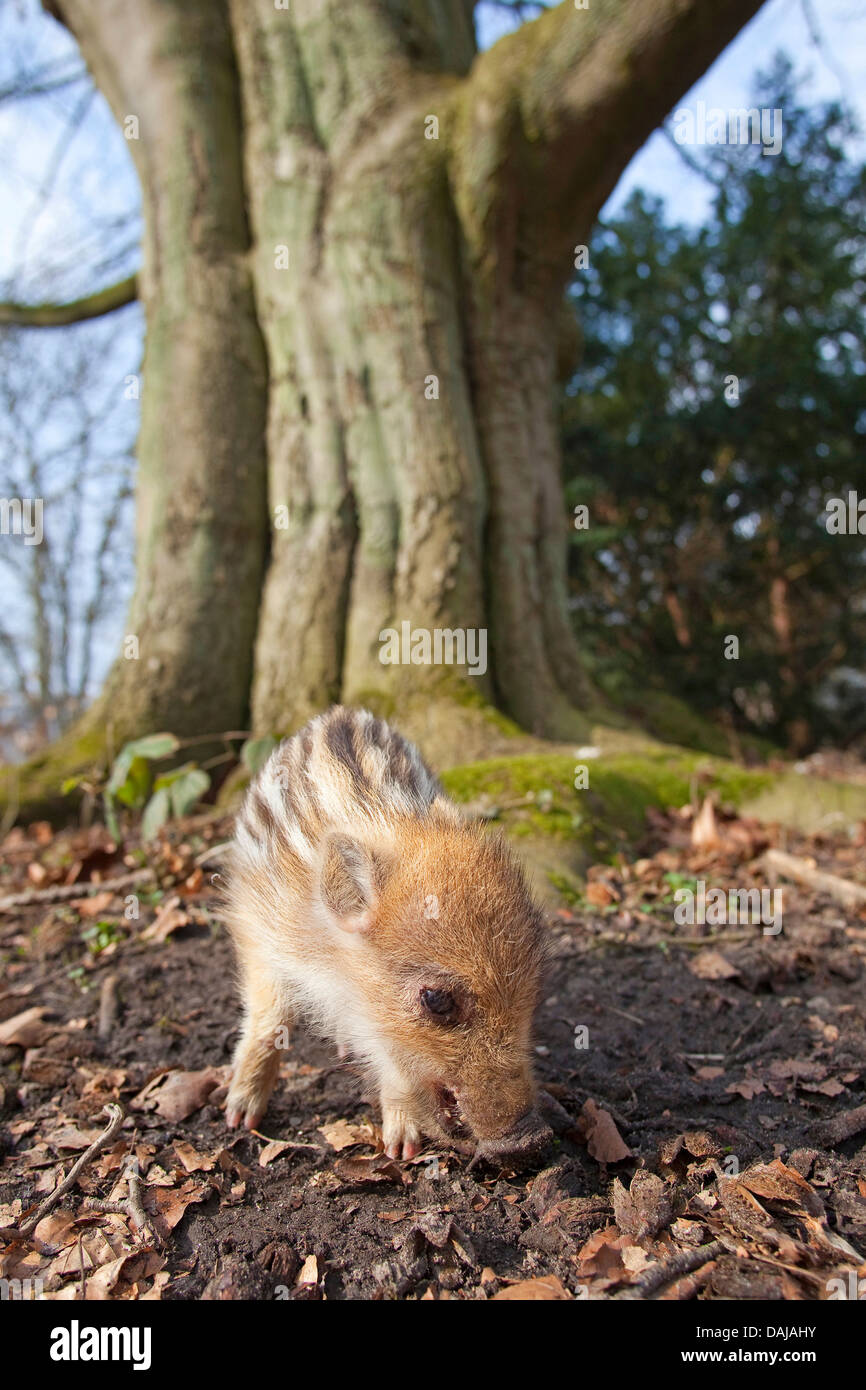 Il cinghiale, maiale, il cinghiale (Sus scrofa), shote radicamento nella terra di fronte a un vecchio albero, Germania Foto Stock