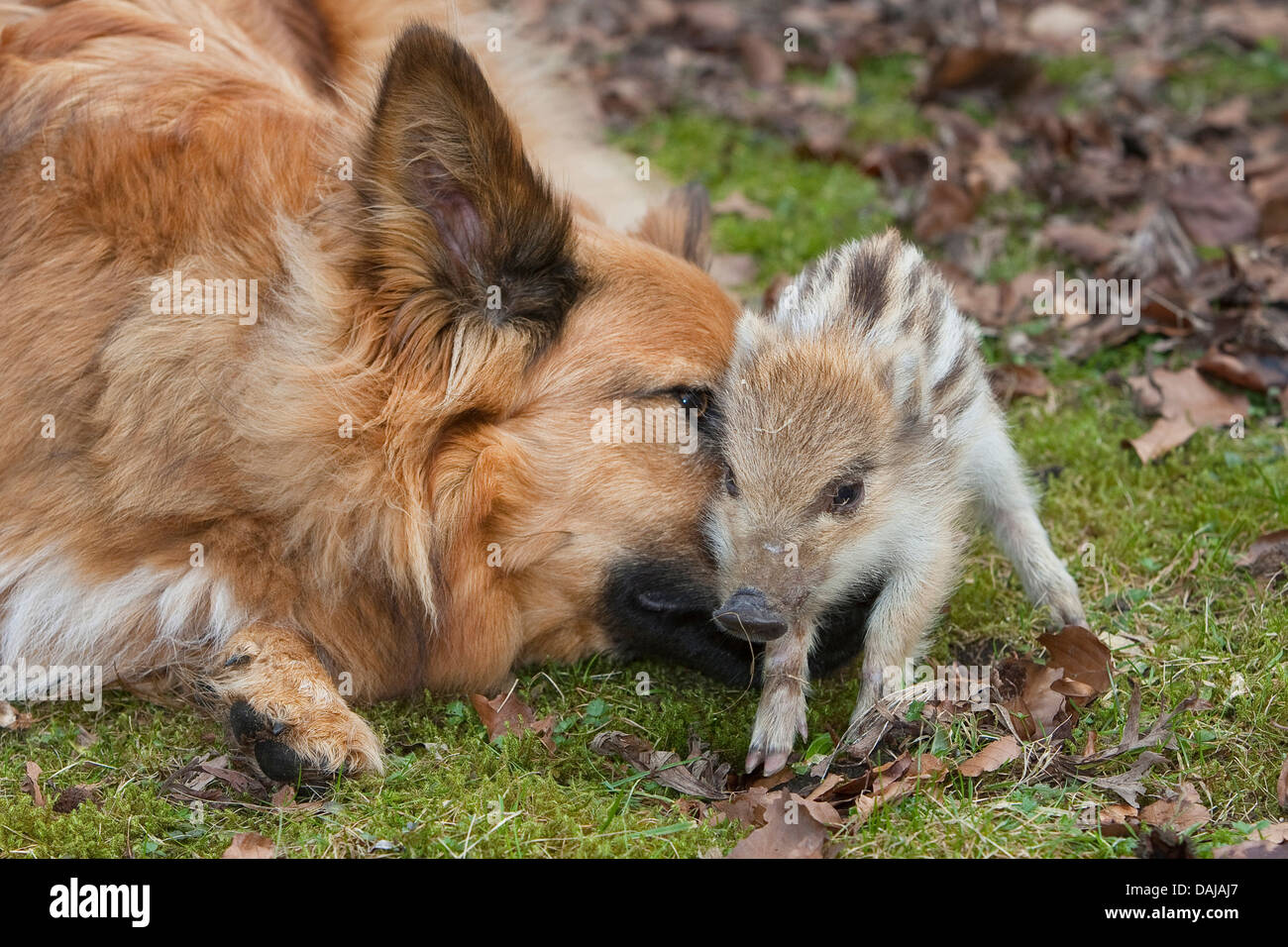 Il cinghiale, maiale, il cinghiale (Sus scrofa), dolce animale giovane giocando con un cane in giardino, Germania Foto Stock