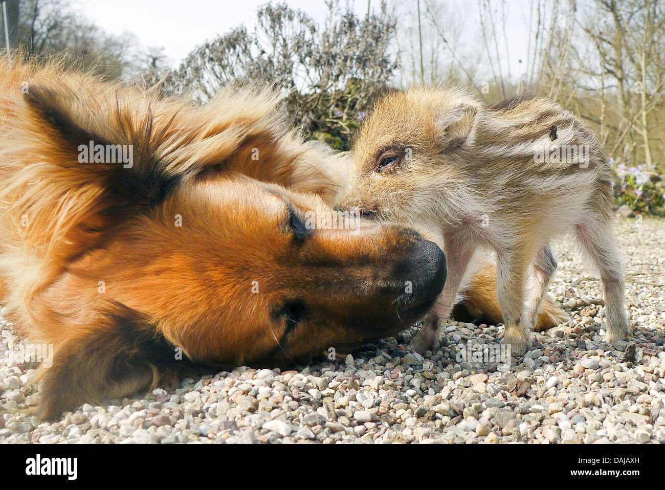 Il cinghiale, maiale, il cinghiale (Sus scrofa), shote giocando con un cane in giardino, Germania Foto Stock