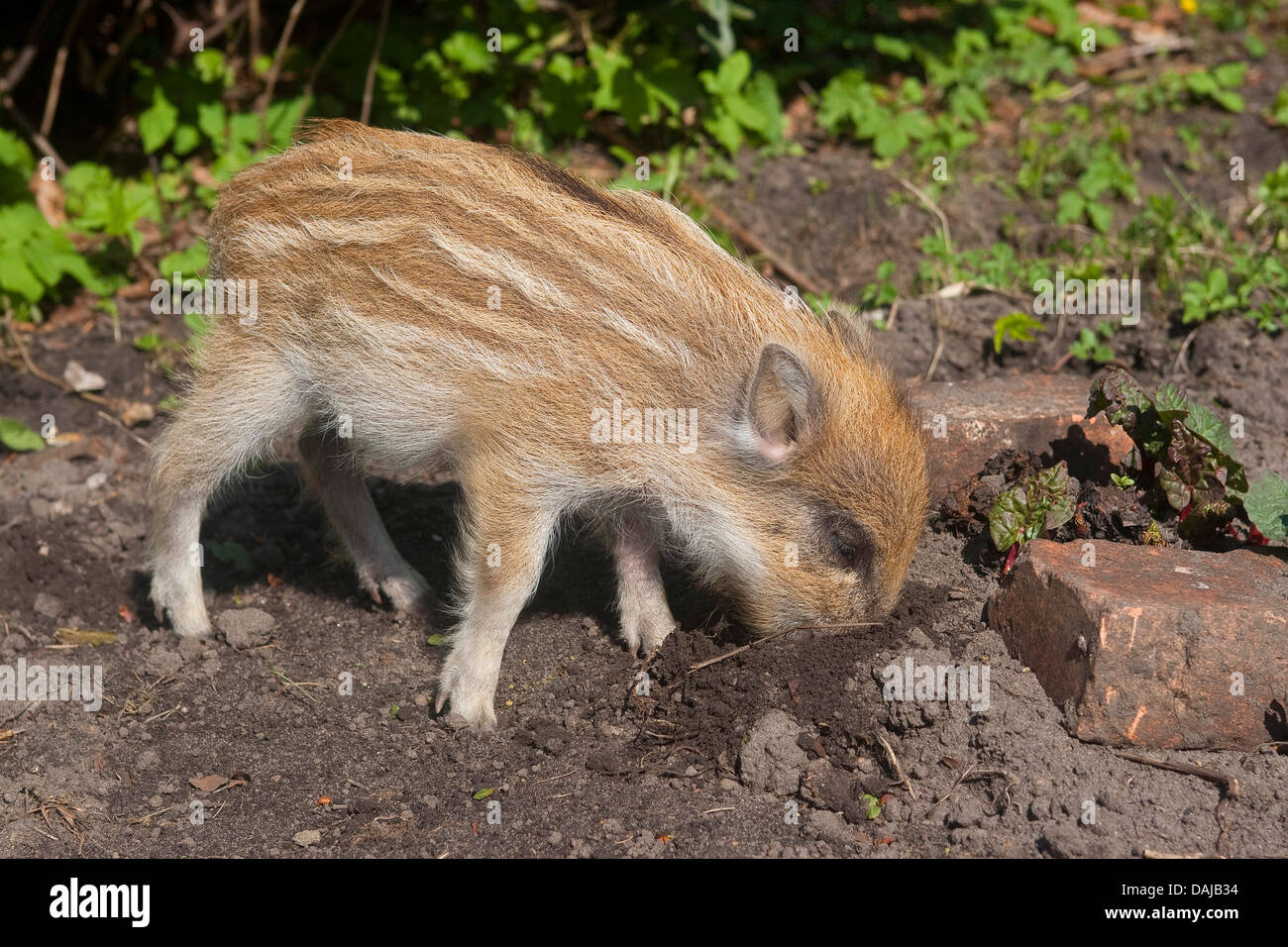 Il cinghiale, maiale, il cinghiale (Sus scrofa), shote radicamento nel terreno e la ricerca di cibo, Germania Foto Stock