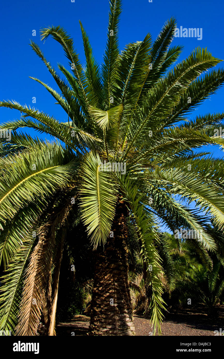 Isola Canarie data palm (Phoenix canariensis), isole canarie Gran Canaria Foto Stock