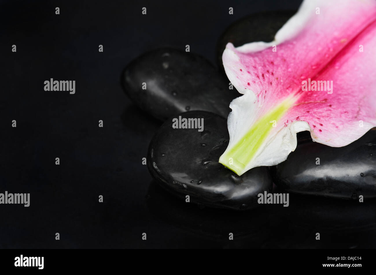 Spa pietre e petali di fiori su sfondo nero Foto Stock
