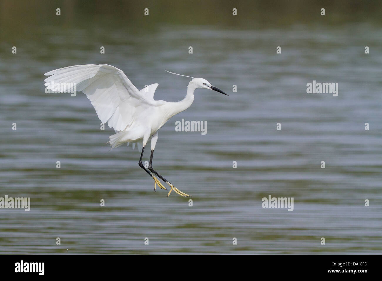 Garzetta (Egretta garzetta) in atterraggio Foto Stock