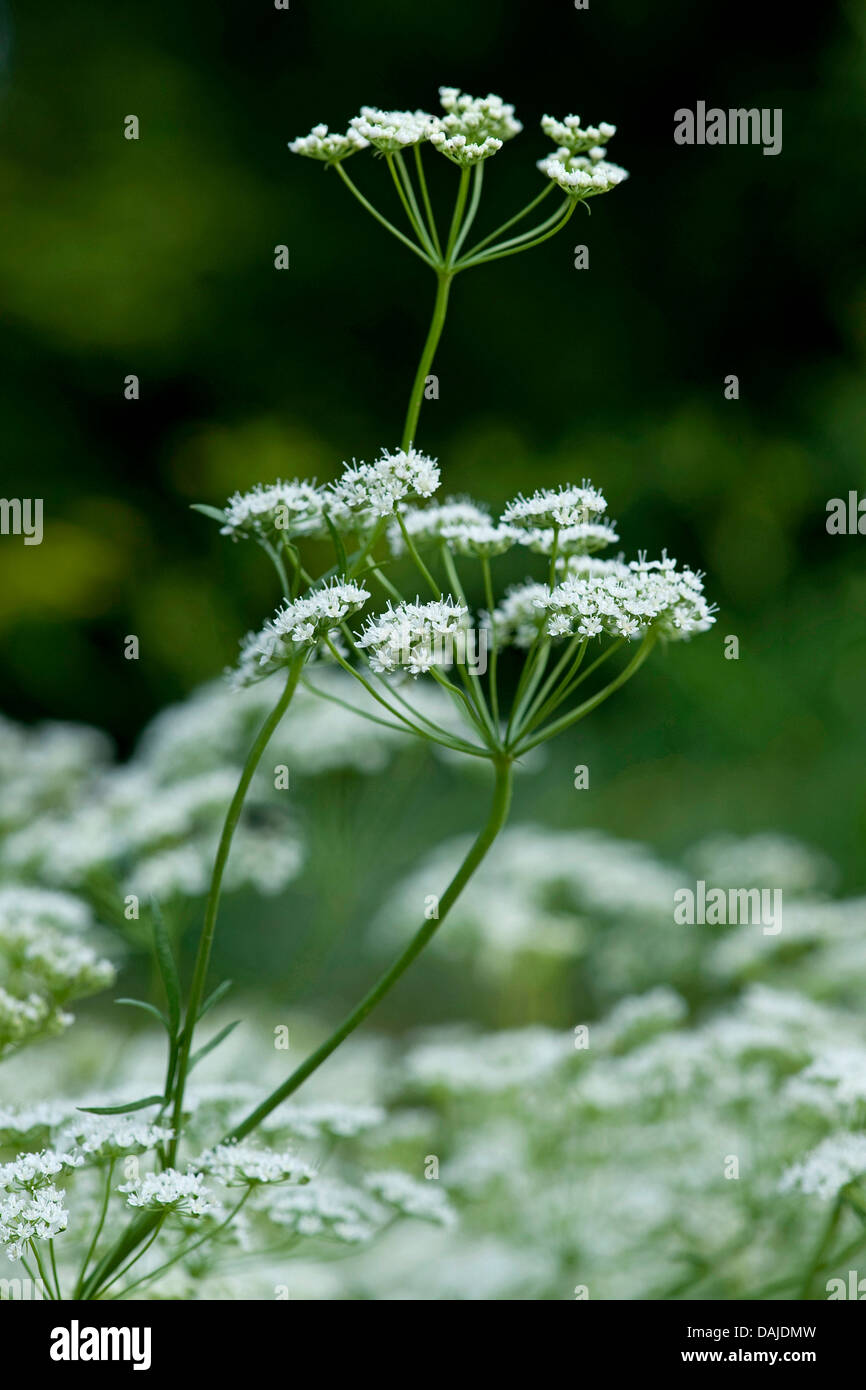 Anice verde (Pimpinella anisum), fioritura Foto Stock