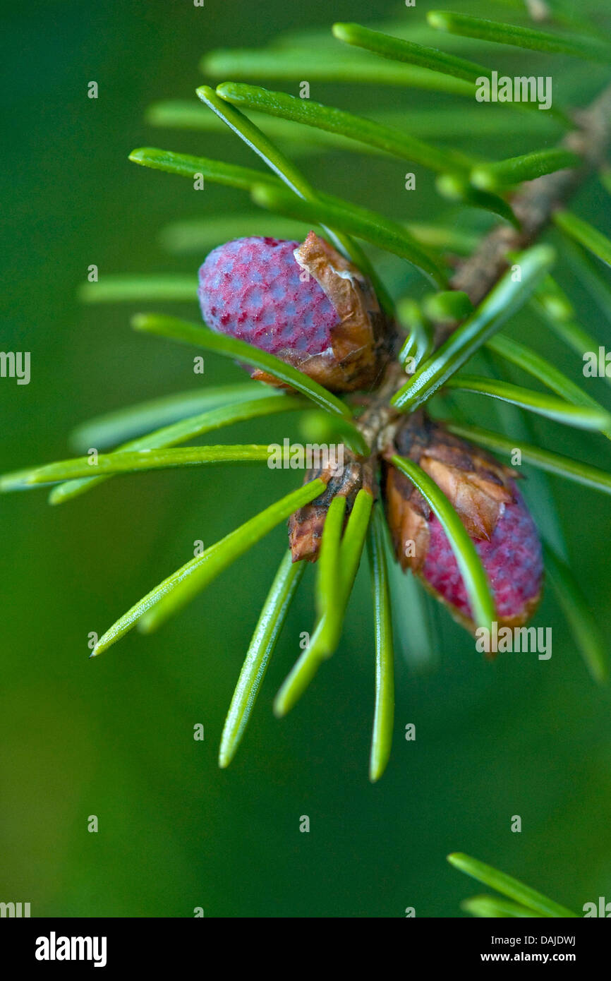 Il serbo Abete (Picea omorika), il ramo con coni di fioritura Foto Stock