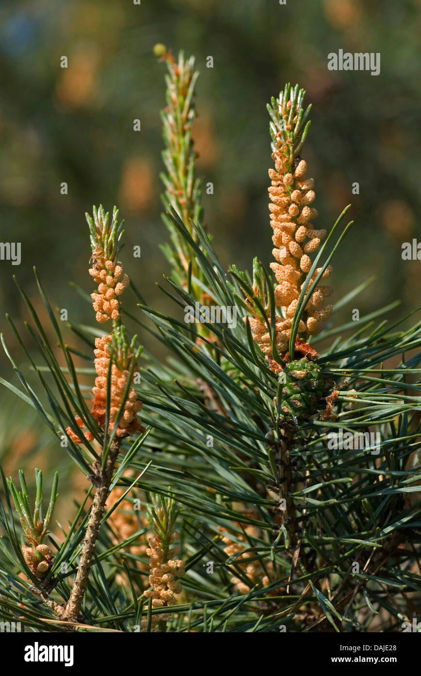 Pino silvestre, pino silvestre (Pinus sylvestris), il ramo con fiori maschili, Germania Foto Stock