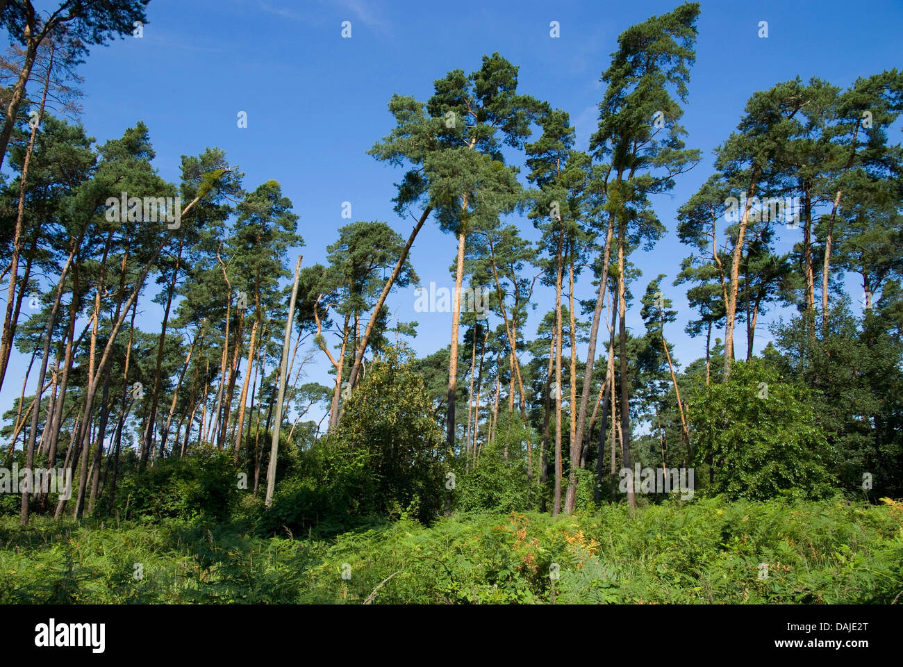 Pino silvestre, pino silvestre (Pinus sylvestris), in legno di pino, Germania Foto Stock