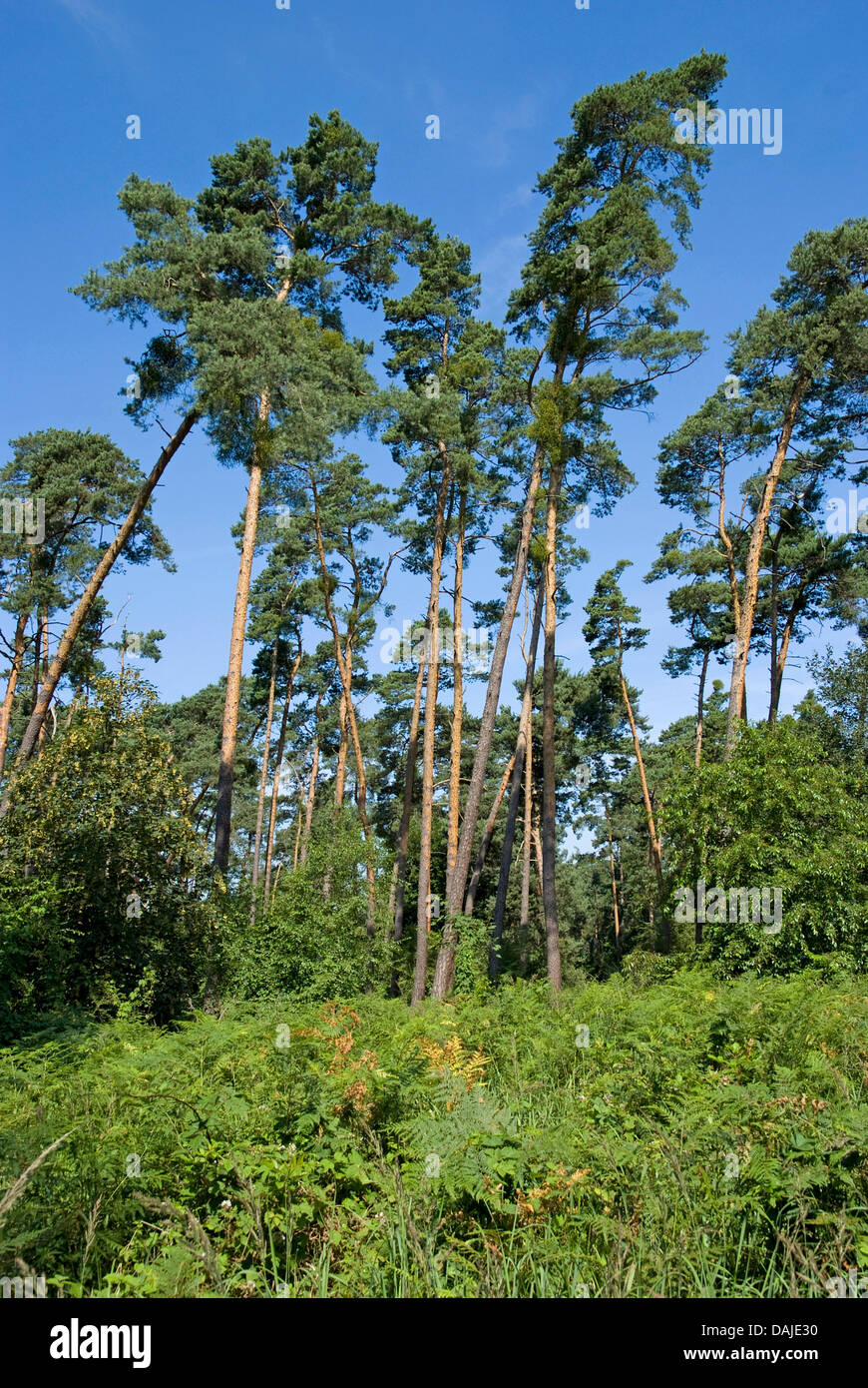 Pino silvestre, pino silvestre (Pinus sylvestris), in legno di pino, Germania Foto Stock