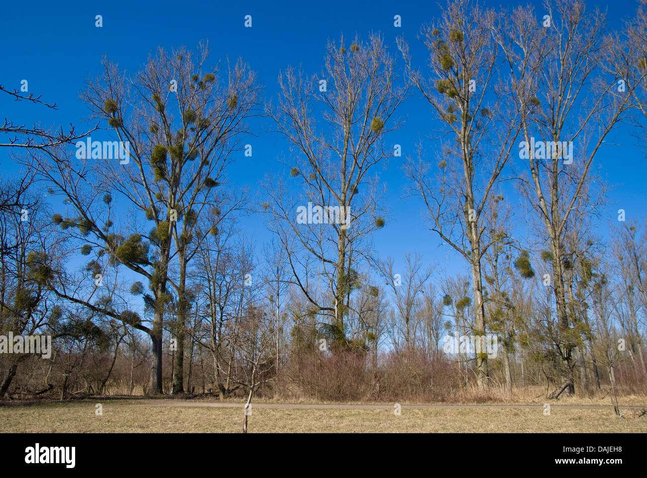 Pioppo canadese (Populus x canadensis), gli alberi in inverno con mistletoes, Visum album, Germania Foto Stock