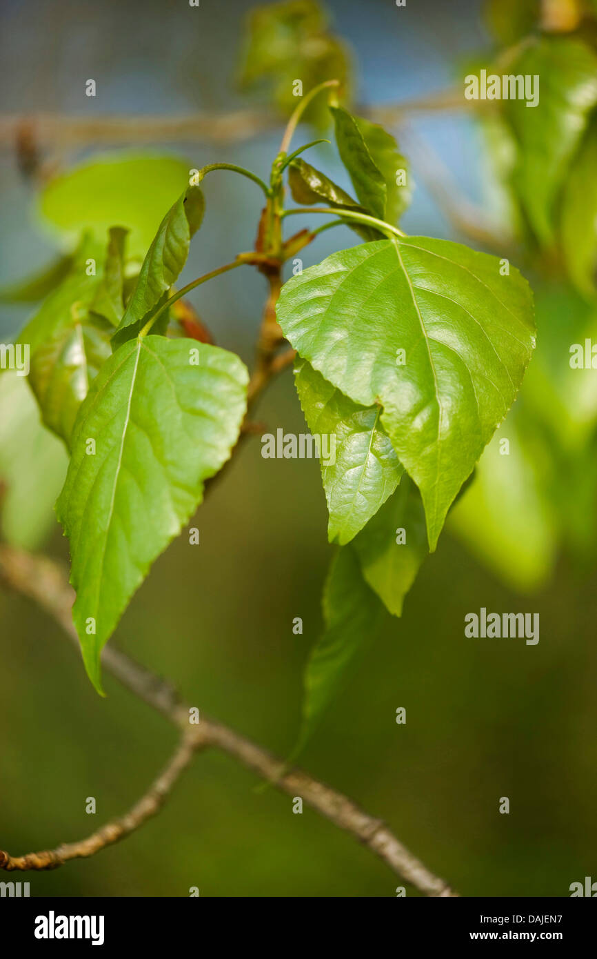 Pioppo nero, balsamo di Galaad, nero pioppi neri americani (Populus nigra), Giovani foglie su un ramo, Germania Foto Stock