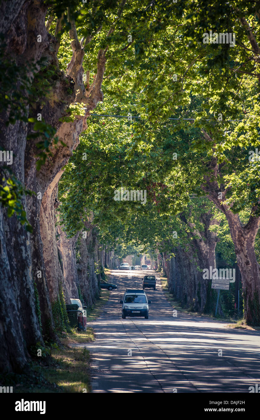 Un allee road vicino a Arles, Provenza, Francia Foto Stock