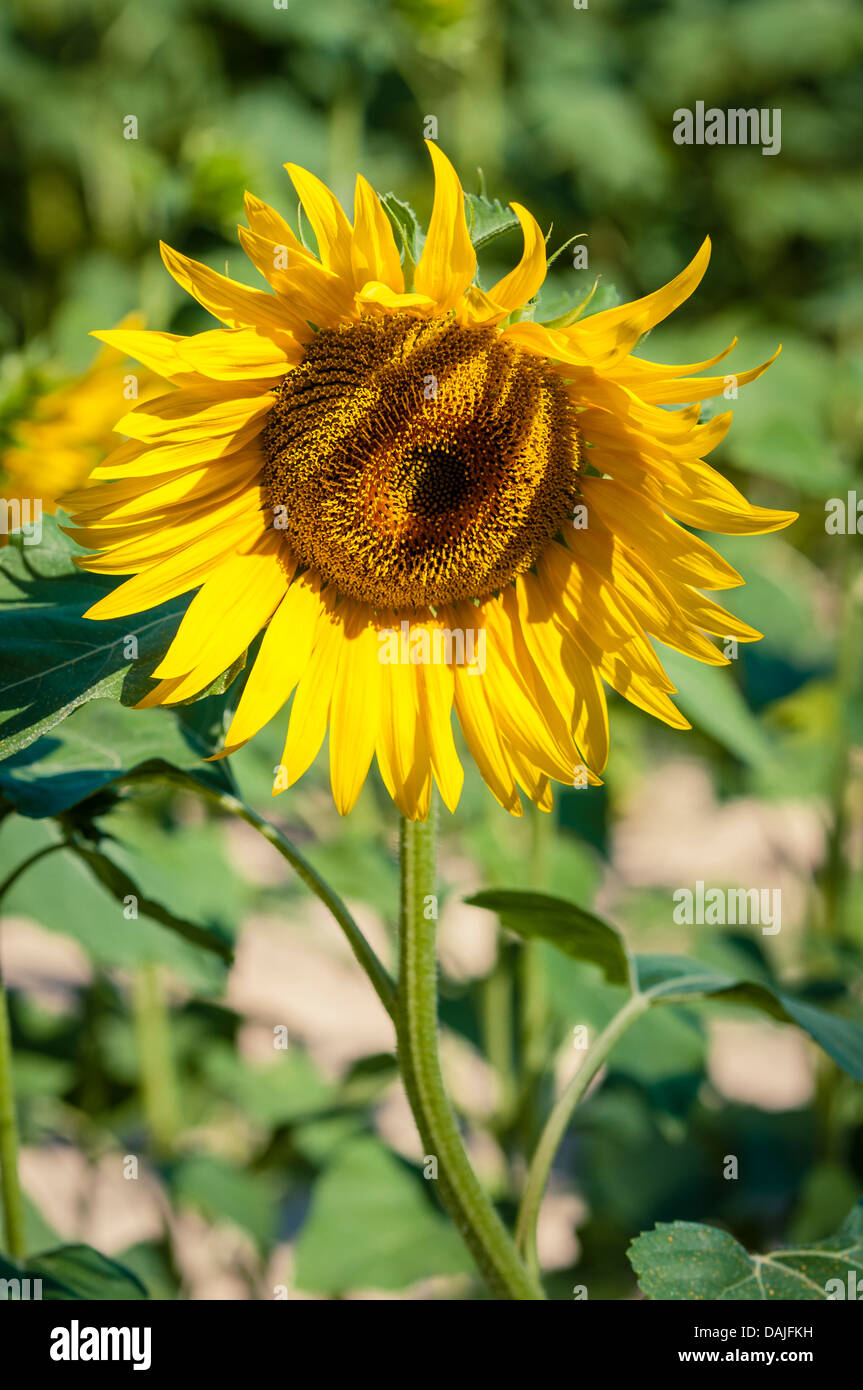 Campo di girasole vicino a Avignon, Francia Foto Stock