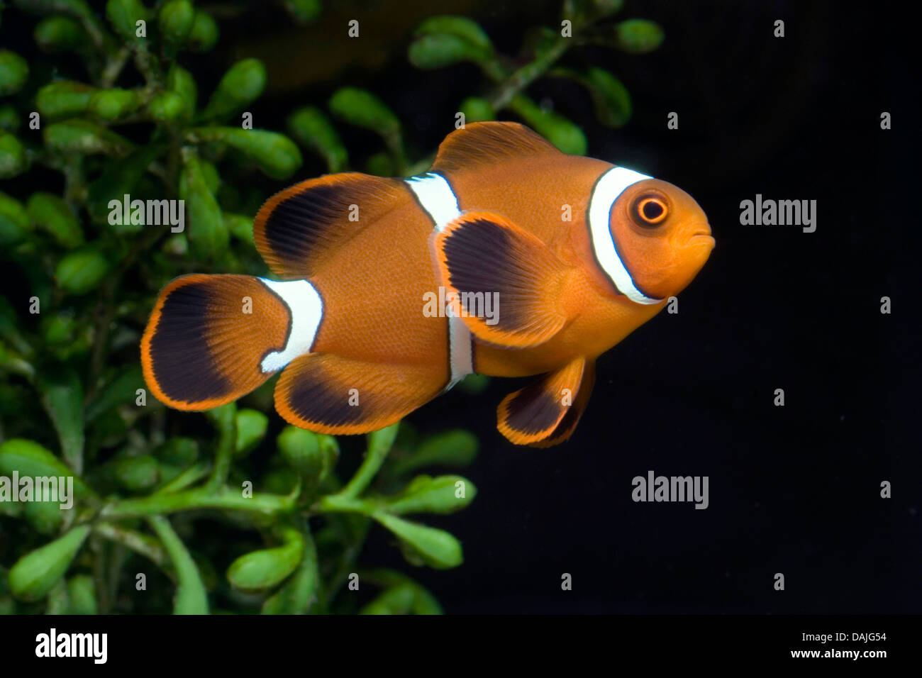 Dorso-guancia anemonefish, Spinecheek anemonefish (Premnas biaculeatus, Amphiprion biaculeatus), nuoto Foto Stock