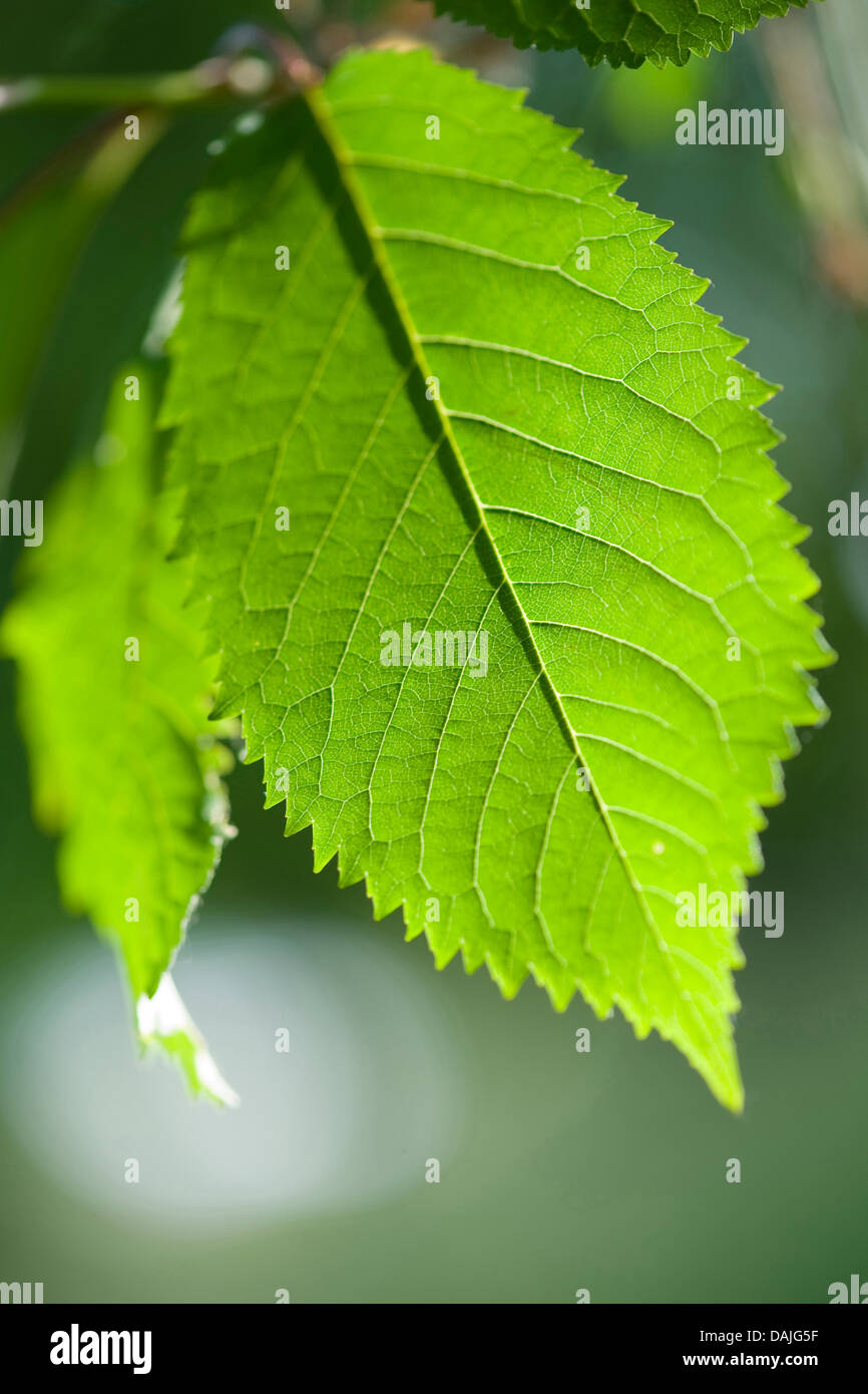Ciliegio selvatico, ciliegio dolce, fisarmonica Gean, mazzard (Prunus  avium), le foglie su un albero in controluce, Germania Foto stock - Alamy