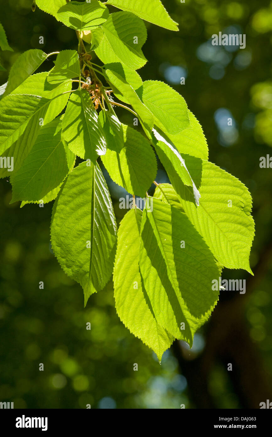 Prunus avium leaves immagini e fotografie stock ad alta risoluzione - Alamy