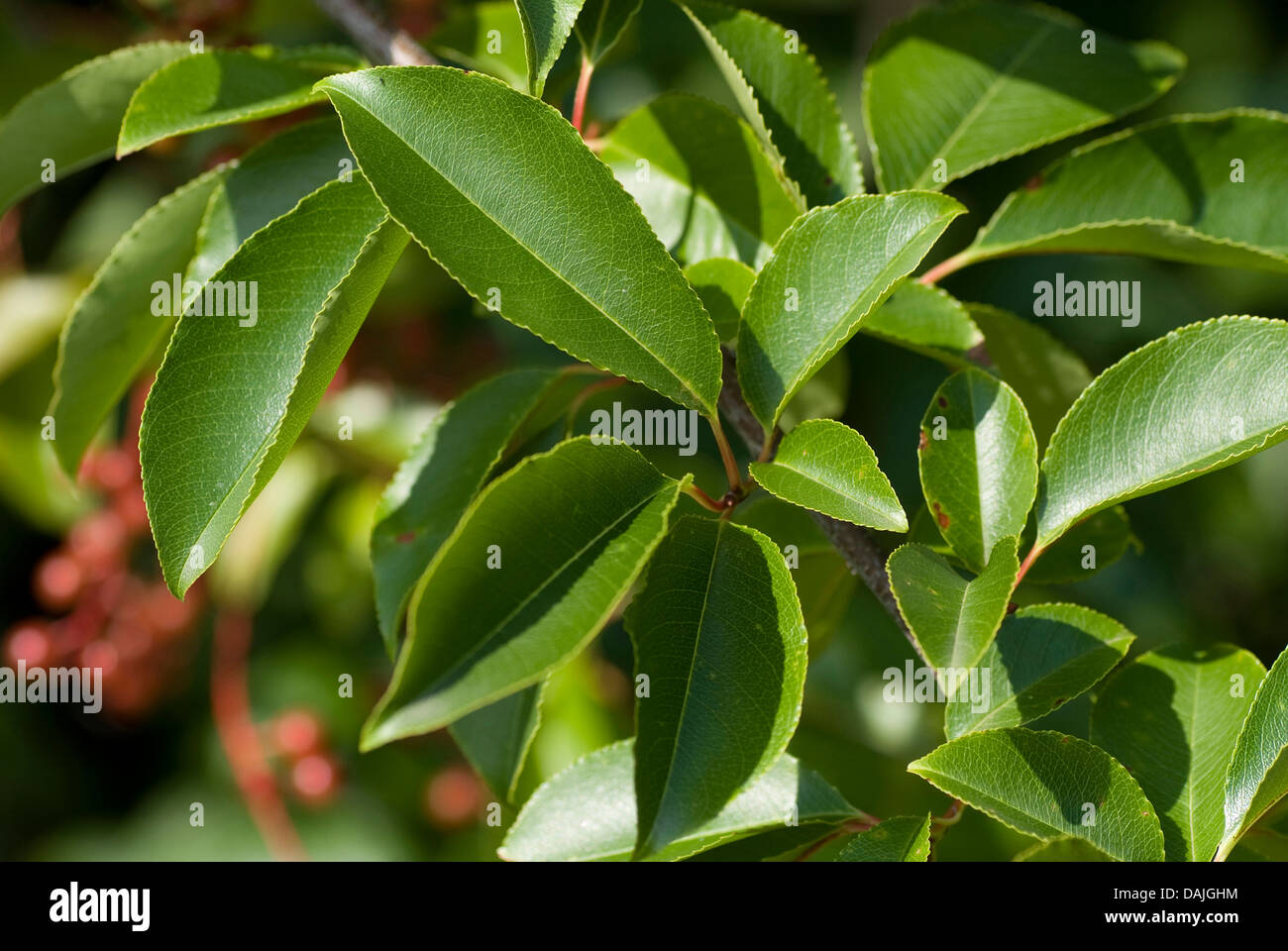 Wild amarena (Prunus serotina), foglie, Germania Foto Stock