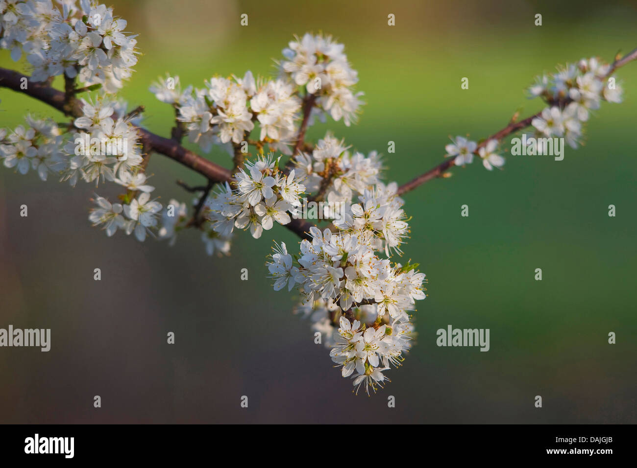 Prugnolo, sloe (Prunus spinosa, filiale di fioritura, Germania Foto Stock