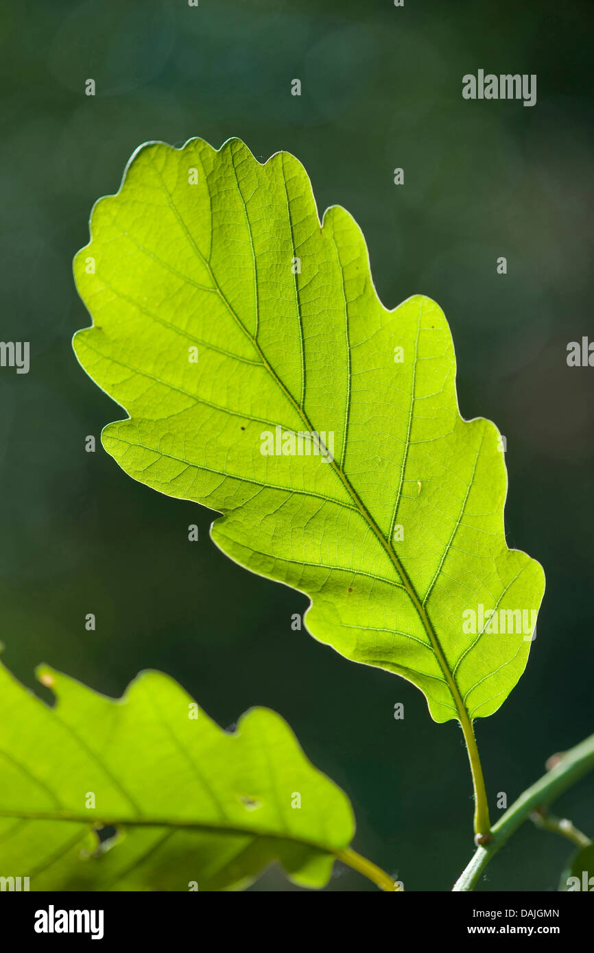 Rovere (Quercus petraea), foglie su un ramo in controluce, Germania Foto Stock