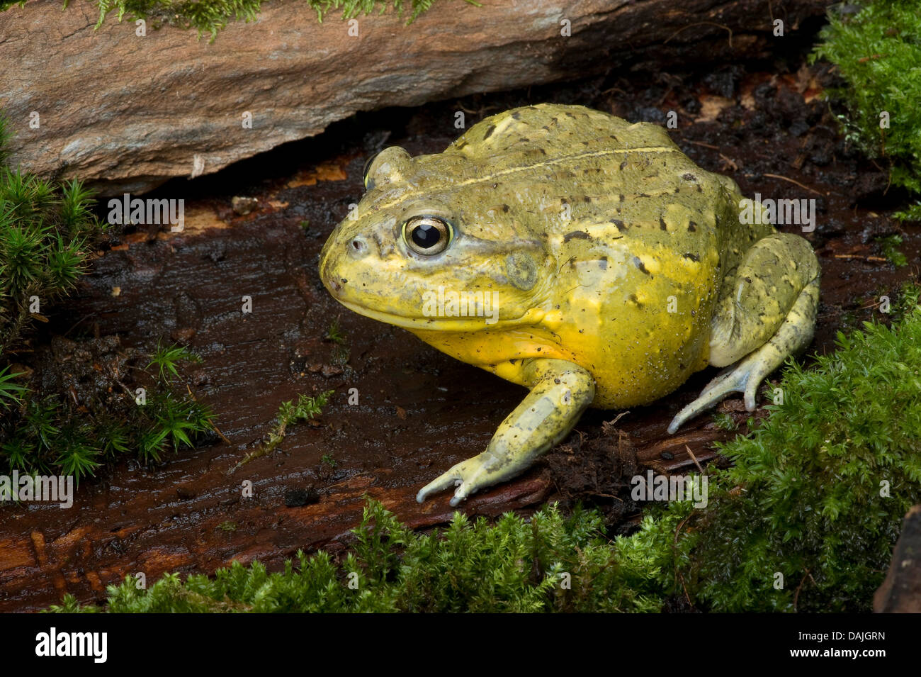 Tschudi africana della bullfrog, Gaint rana toro (Pyxicephalus adspersus), sul ramo di muschio Foto Stock