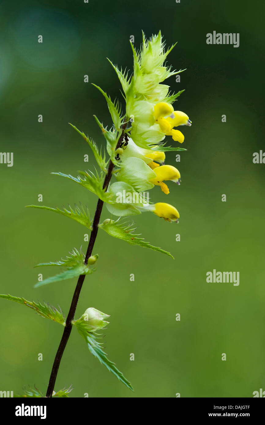 Aristate Yellow-Rattle (Rhinanthus glacialis), fioritura, Germania Foto Stock