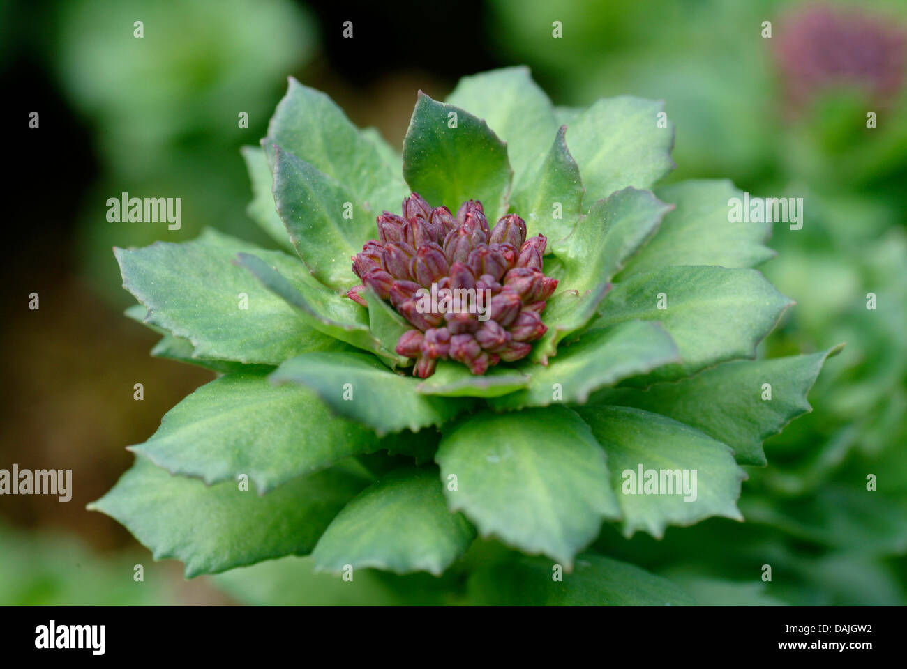 Re la corona, midsummer-mem, rose root (Rhodiola rosea), in bud Foto Stock