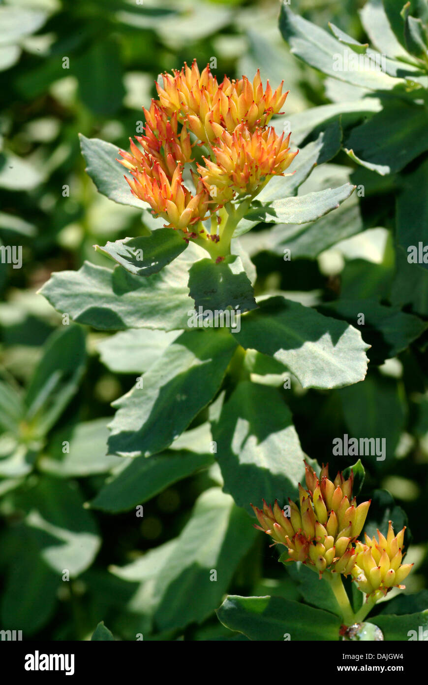 Re la corona, midsummer-mem, rose root (Rhodiola rosea), appassiti Foto Stock