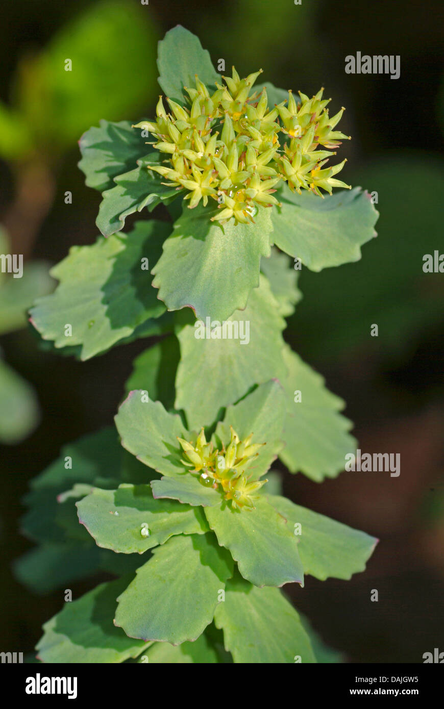 Re la corona, midsummer-mem, rose root (Rhodiola rosea), fioritura Foto Stock