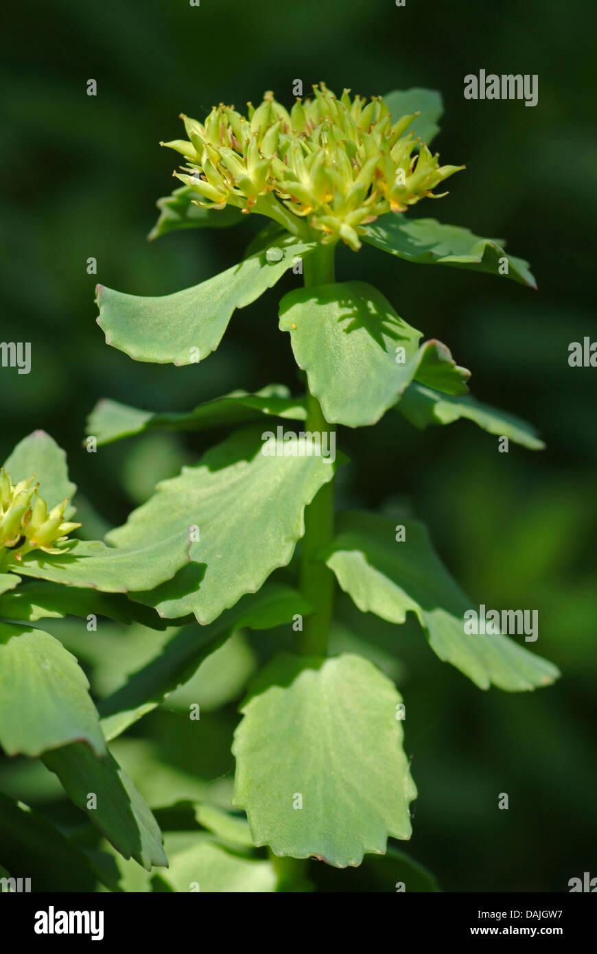 Re la corona, midsummer-mem, rose root (Rhodiola rosea), fioritura Foto Stock