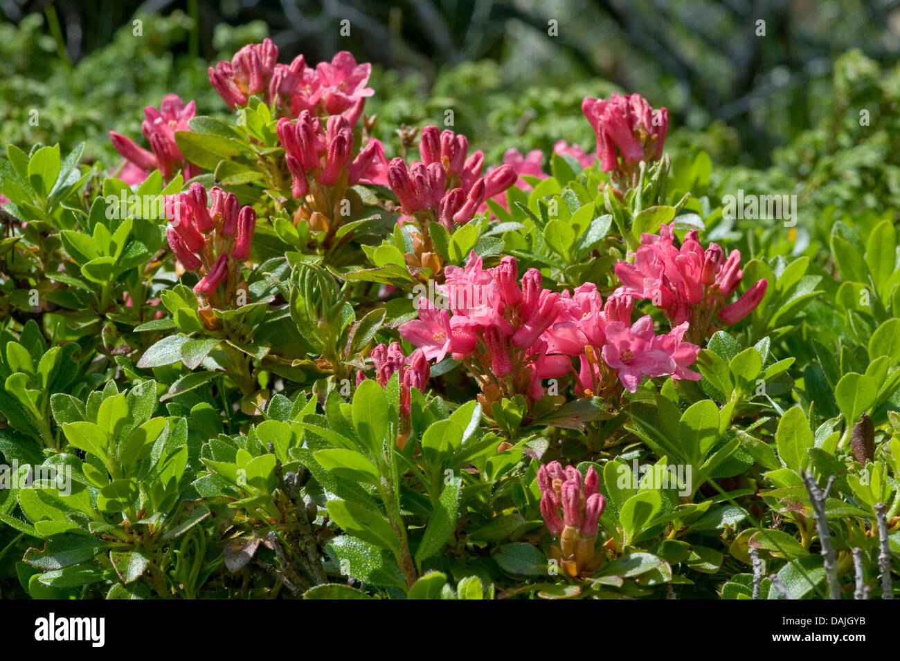 Hairy Alpine rose (Rhododendron hirsutum), fioritura, Svizzera Foto Stock