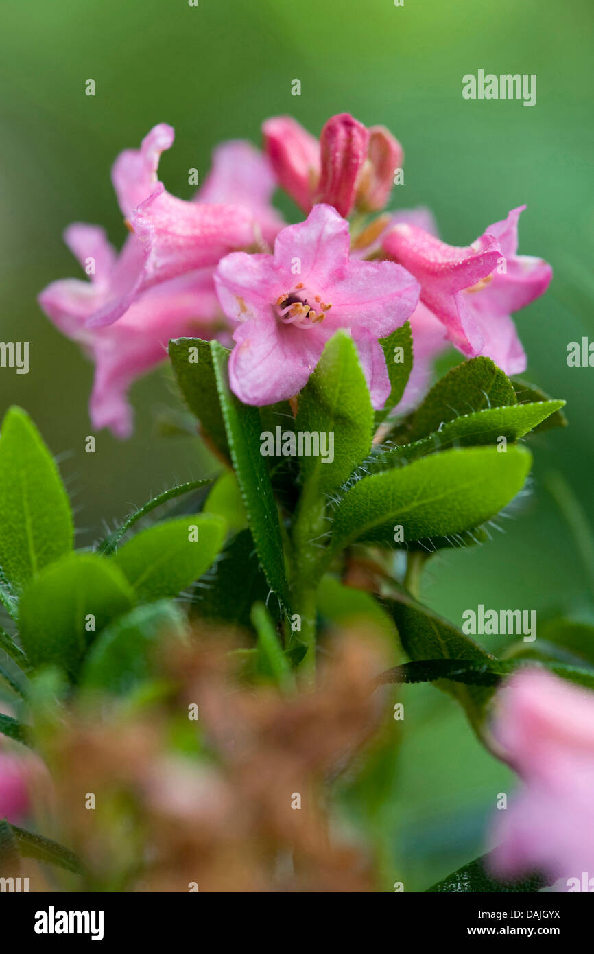 Hairy Alpine rose (Rhododendron hirsutum), infiorescenza, Svizzera Foto Stock