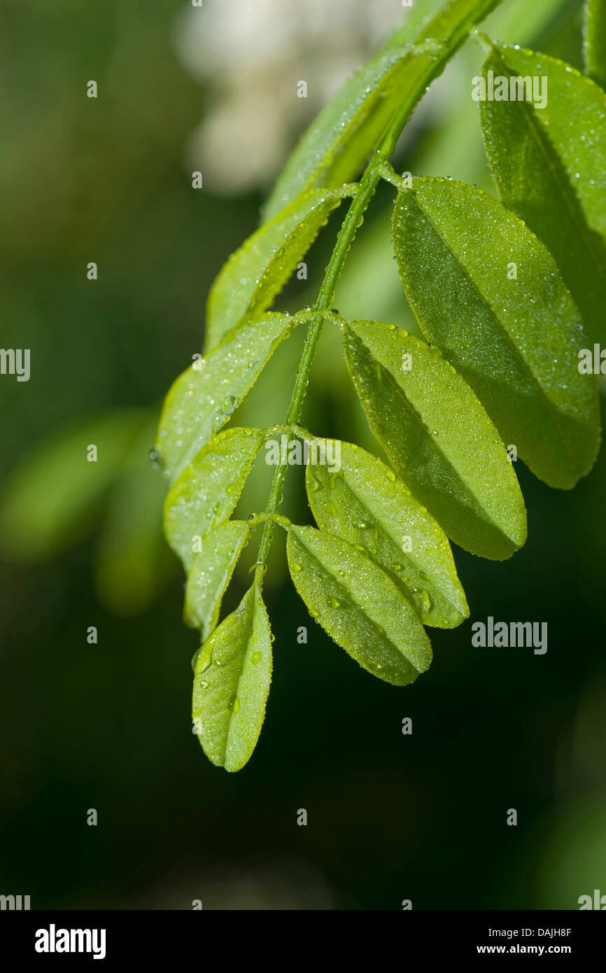 Robinia, comune locust, robinia (Robinia pseudo-acacia, Robinia pseudoacacia, Robinia pseudacacia), foglia, Germania Foto Stock