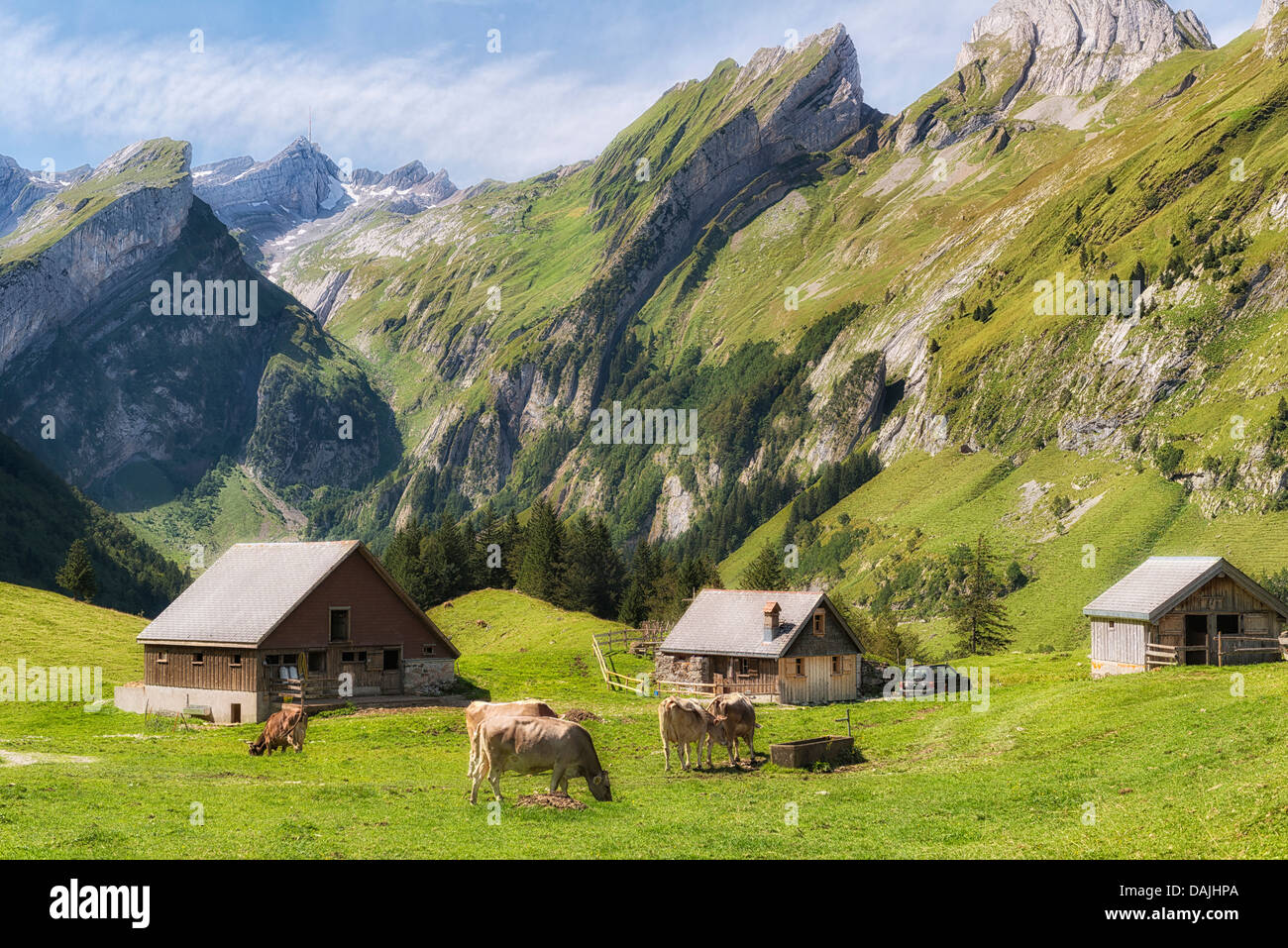 In Svizzera, le mucche al pascolo con erba casa cottage Foto Stock