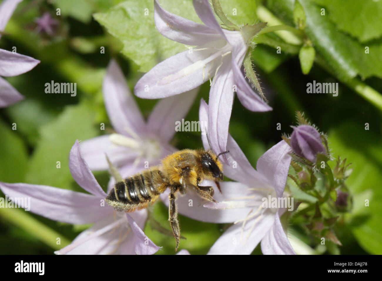 Leafcutter comune bee, comune leafcutting bee, rosa foglia-taglio bee (Megachile centuncularis, Megachile versicolor), avvicinandosi ad un fiore di campana, in Germania, in Baviera Foto Stock