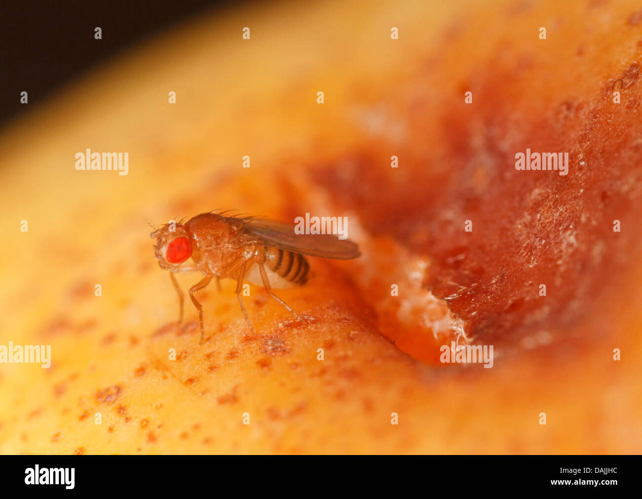 Aceto, Mosca Mosca della frutta (Drosophila melanogaster) Fruitfly su una pera, in Germania, in Baviera Foto Stock