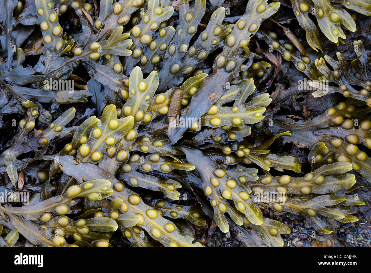 Il Fucus vesiculosus. Fucus alga Foto Stock