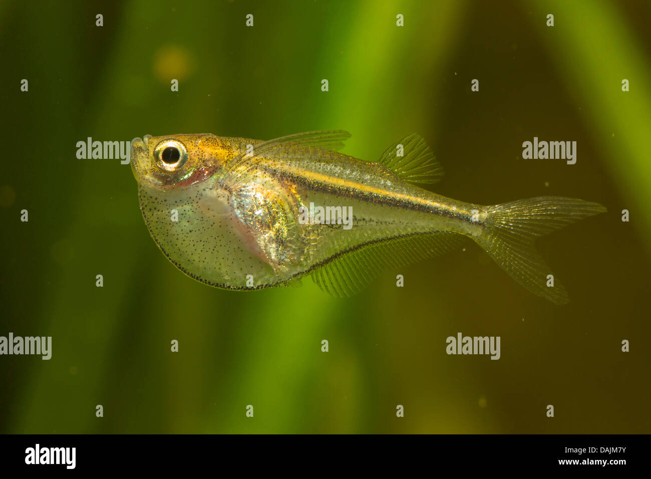 Hatchetfish pigmeo (Carnegiella myersi), in corrispondenza della superficie dell'acqua Foto Stock