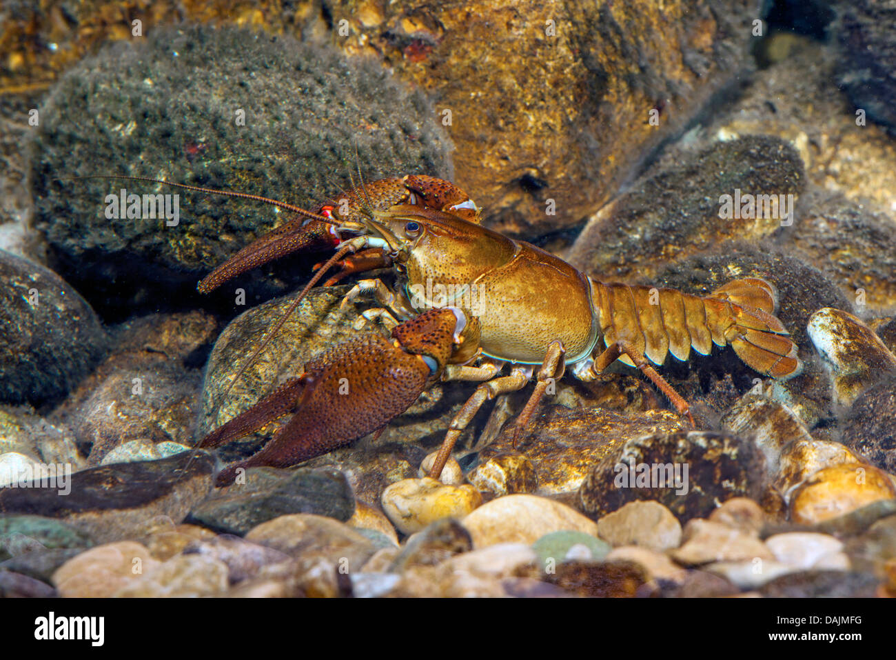 Nobile gamberi di fiume (Astacus astacus), grande maschio, Germania Foto Stock