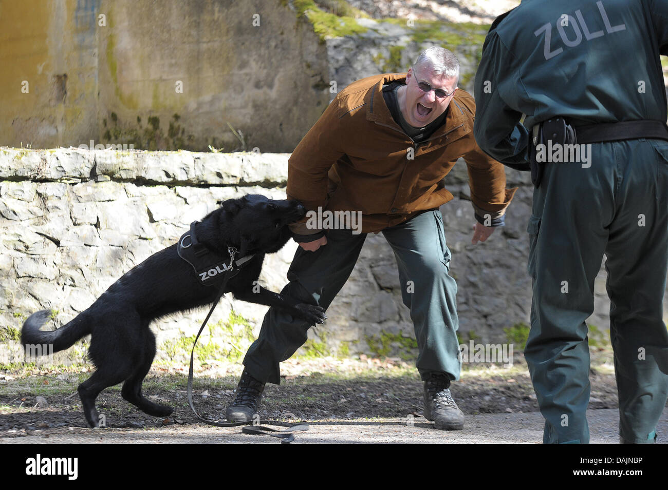 Pastore Tedesco Burgl morde il braccio di un 'vittima' sul comando durante una sessione di formazione presso il cane obbedienza scuola della dogana in Neuendettelsau, Germania, 22 marzo 2011. I cani sono importanti aiutanti per le forze di polizia e dei funzionari di dogana. Foto: David Ebener Foto Stock