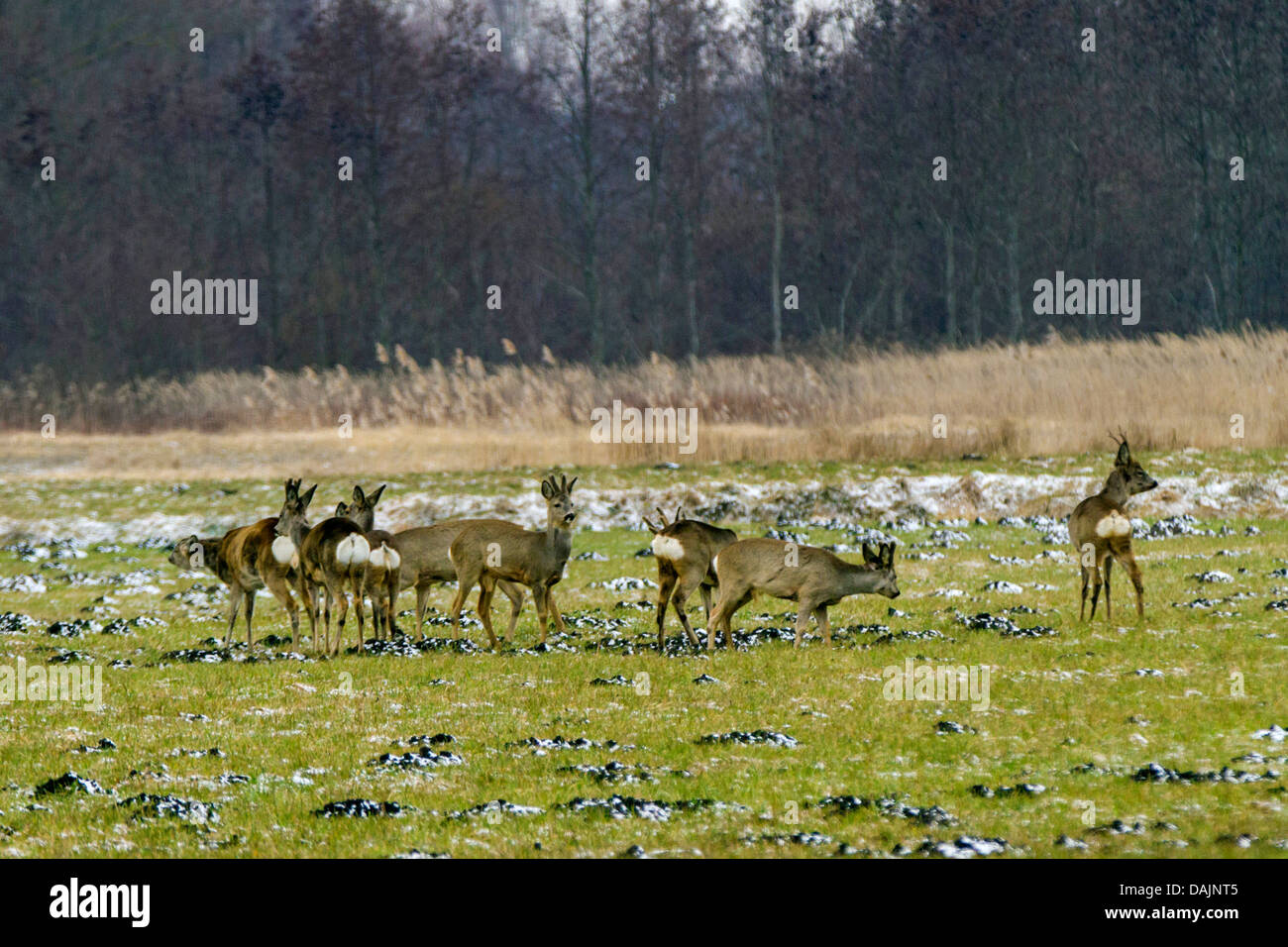 Il capriolo (Capreolus capreolus), gruppo sul prato in inverno, bucks con e senza il velluto, in Germania, in Baviera Foto Stock