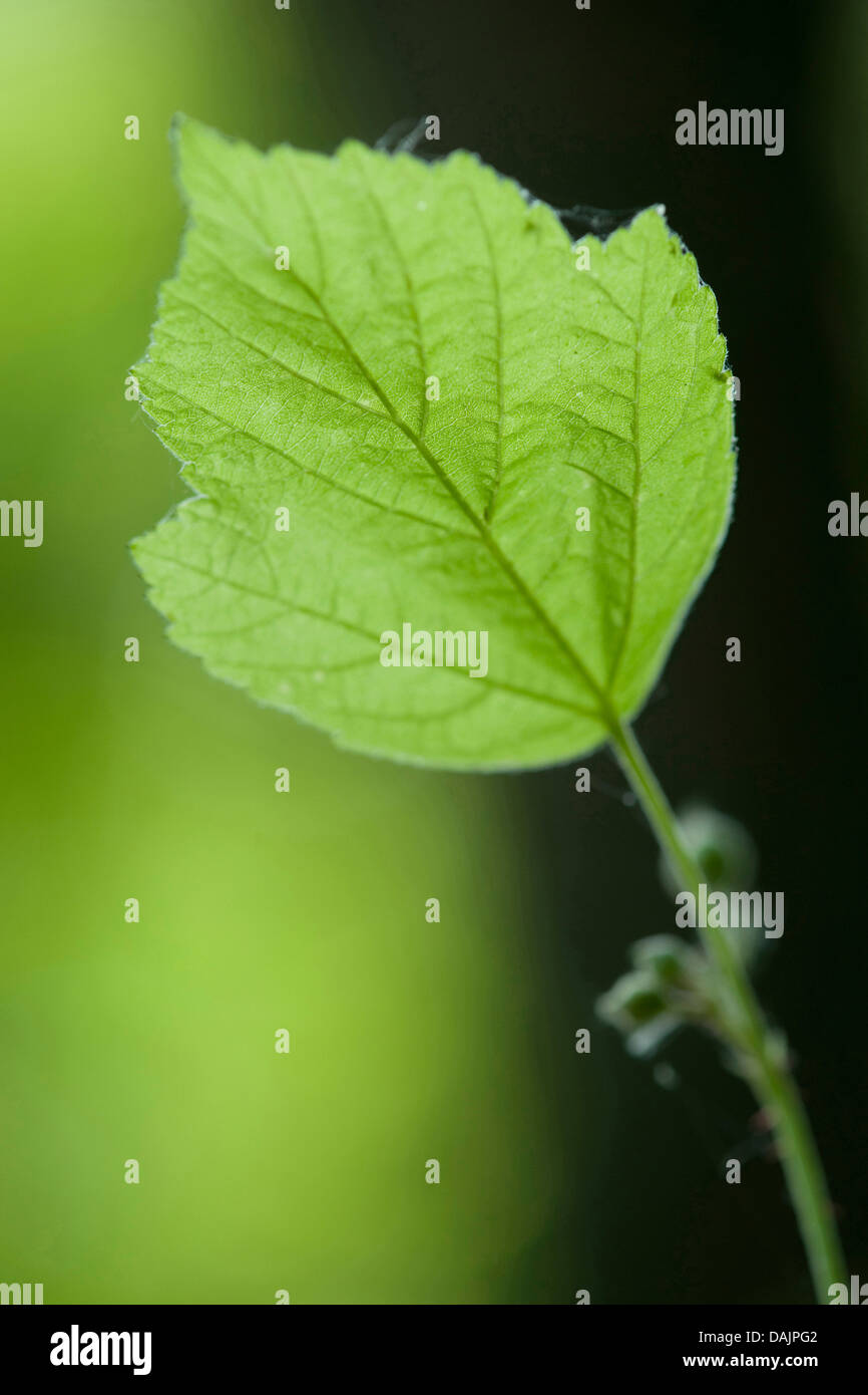 Dewberry europea (Rubus caesius), foglia, Germania Foto Stock
