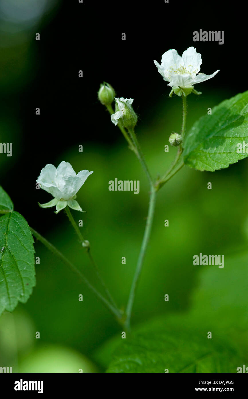 Dewberry europea (Rubus caesius), fioritura, Germania Foto Stock