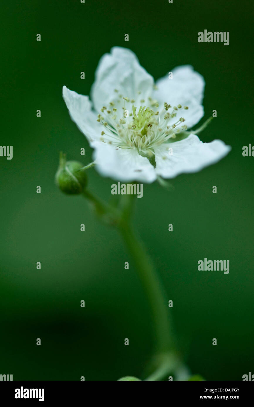 Dewberry europea (Rubus caesius), fiore, Germania Foto Stock