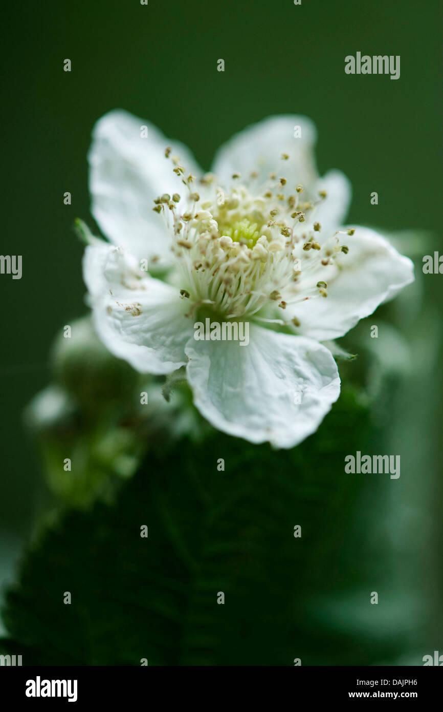 Dewberry europea (Rubus caesius), fiore, Germania Foto Stock
