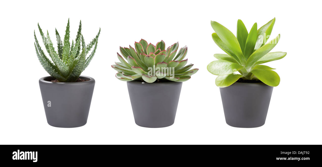 Vasi di piante di piante succulente su sfondo bianco, close up Foto Stock