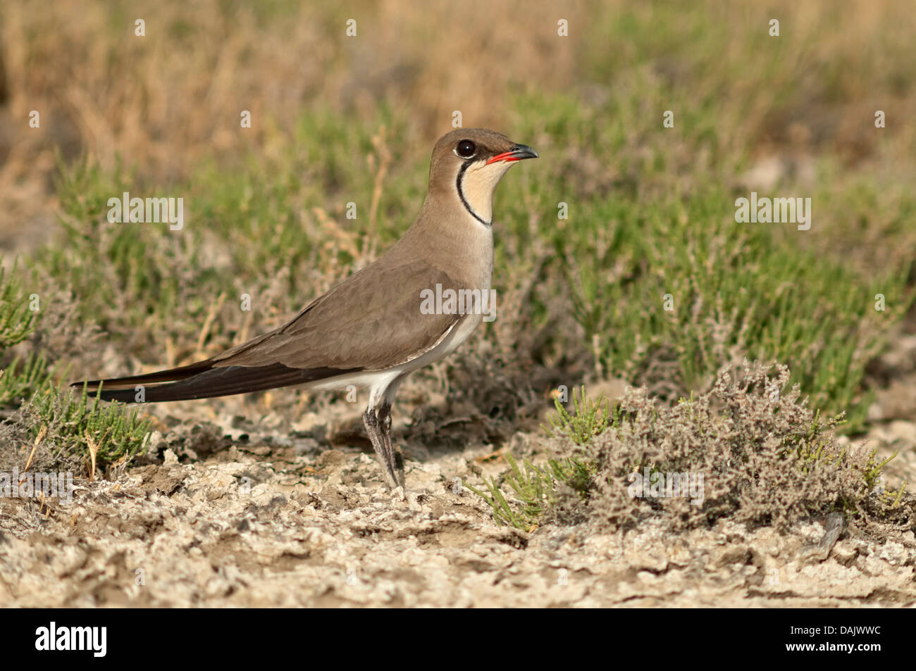 Pernice di mare o Pratincole comune (Glareola pratincola) Foto Stock