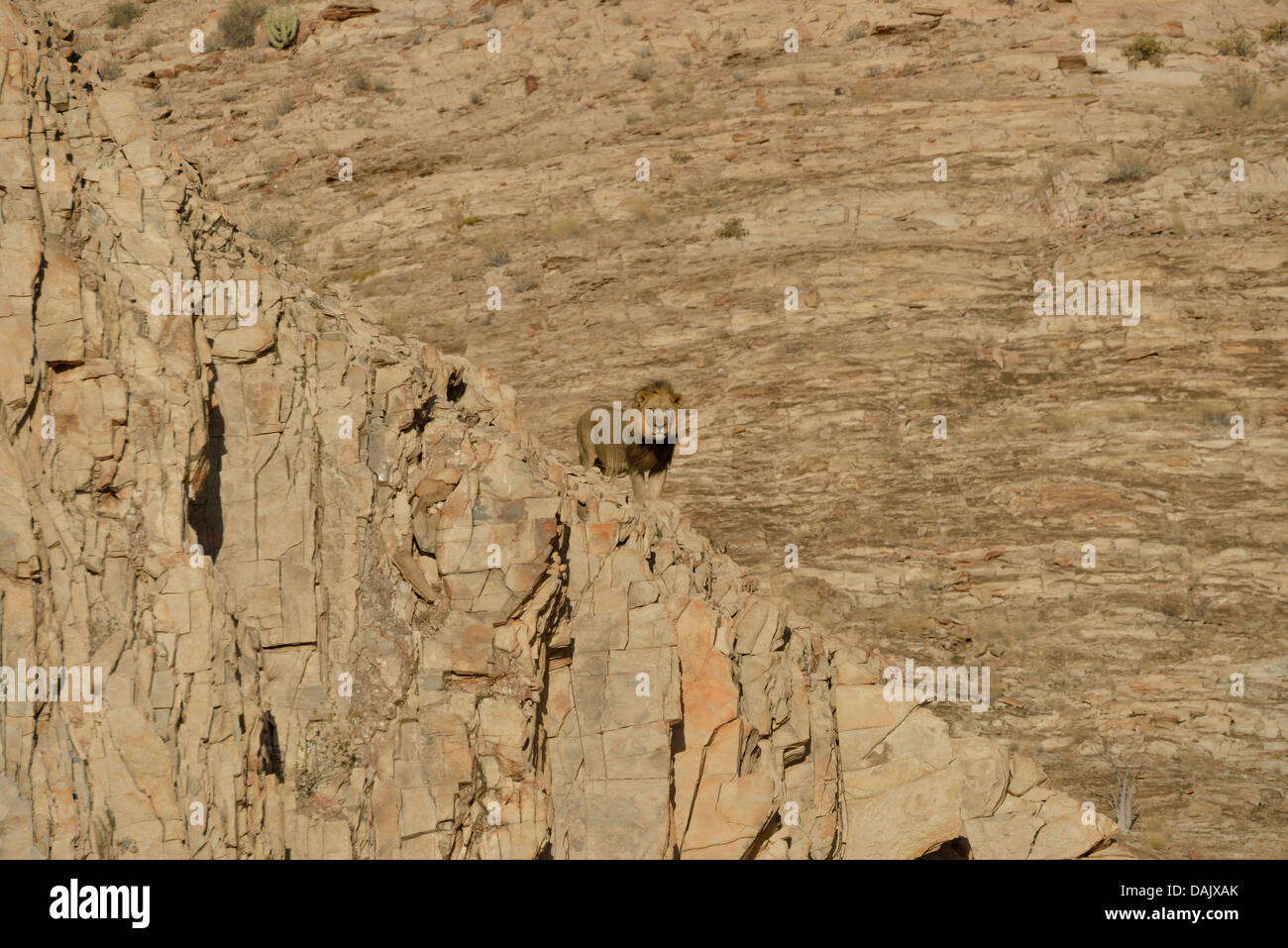 Maschio di Leone del deserto (Panthera leo) denominata "Rosh' su una roccia nel letto asciutto del fiume del fiume Obias Foto Stock