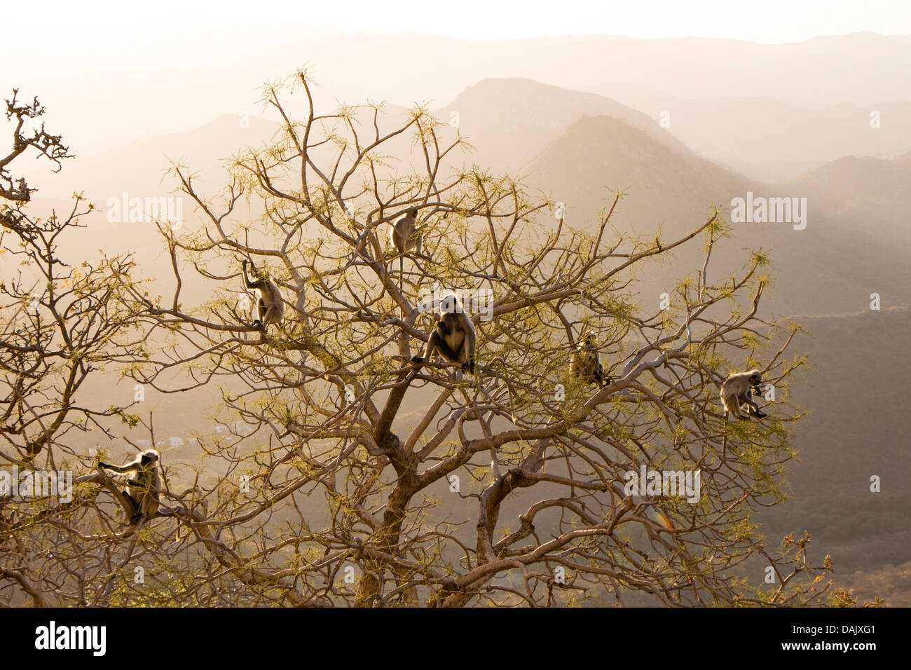 Common Langur o scimmia Hanuman (Semnopithecus Entellus) a Sajjan Garh o Monsoon Palace, Udaipur, Rajasthan, India Foto Stock