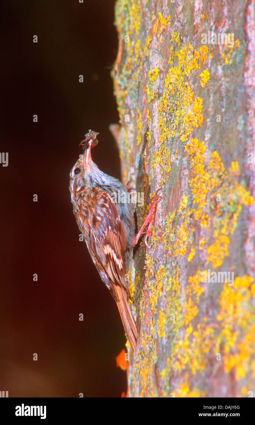 Short-toed Albero superriduttore, Certhia brachydactyla. Scalata di un tronco di albero con cibo sul becco Foto Stock