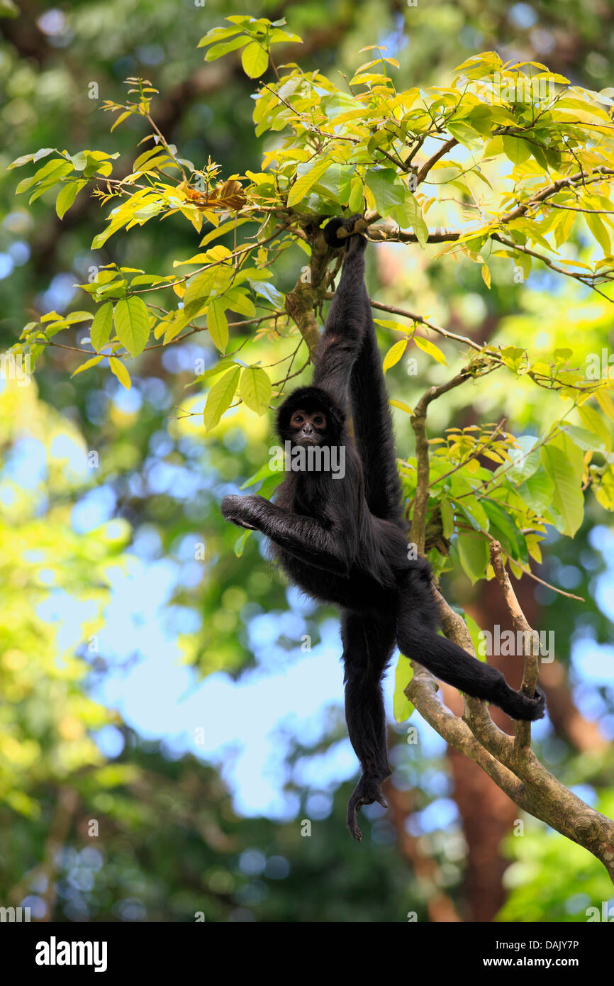 Black Spider Monkey (Ateles paniscus), appeso a un albero, originario del Sud America, captive Foto Stock